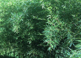 Bamboo Red Margin Phyllostachys Rubromarginata Bare Root Plant Rhizome Privacy Green Plant