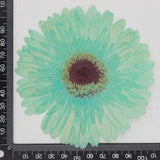 One Piece Real Pressed Dried daisy Flower, Dyed color Blue Flower Head FHT45 #3 Dried Flower