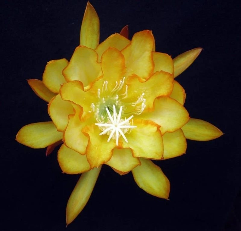Yellow orchid cactus flower with spoked white center and layered petals