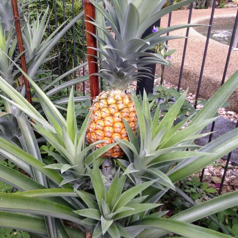 Pineapple plant with ripening fruit and long spiky green leaves