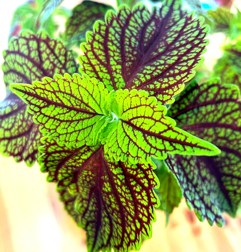 Fishnet Stocking Coleus Rooted Plant Genuine Fast Shipping Live Flower Flowering Plants