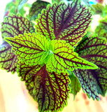 Fishnet Stocking Coleus Rooted Plant Genuine Fast Shipping Live Flower Flowering Plants