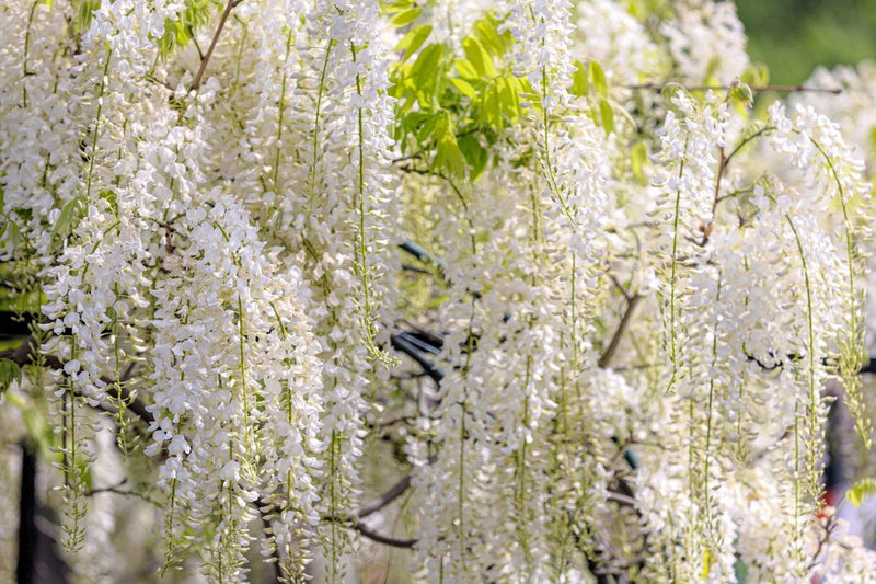 5 WHITE WISTERIA Floribunda Alba Ornamental Japanese Flower Vine Seeds Flowering Plants