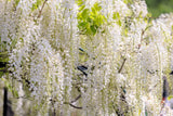 5 WHITE WISTERIA Floribunda Alba Ornamental Japanese Flower Vine Seeds Flowering Plants