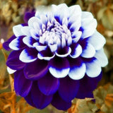 Rare Beautiful Purple Royal Dahlia Flowers Seeds 20 colorful lawn plant Bonsai Flowering Plants