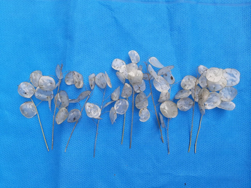 Ten 6", 7" and 8" Dried Silver Dollar, Money Plant Flower Seedpod Stems Dried Flower