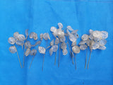 Ten 6", 7" and 8" Dried Silver Dollar, Money Plant Flower Seedpod Stems Dried Flower