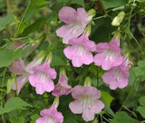ASARINA CLIMBING SNAPDRAGON ROSE Asarina Scandens - 20 Seeds Flowering Plants