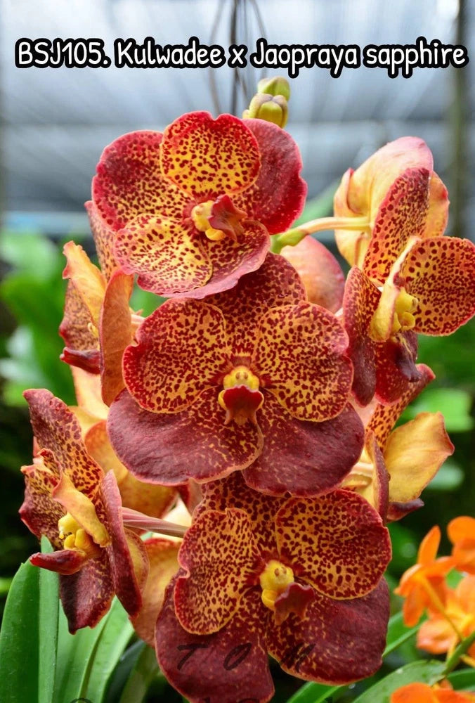 V. Kulwadee fraggrance X V. Jaoprya sapphire   Seedling_Vanda Orchids Orchids
