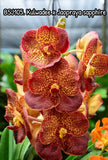 V. Kulwadee fraggrance X V. Jaoprya sapphire   Seedling_Vanda Orchids Orchids