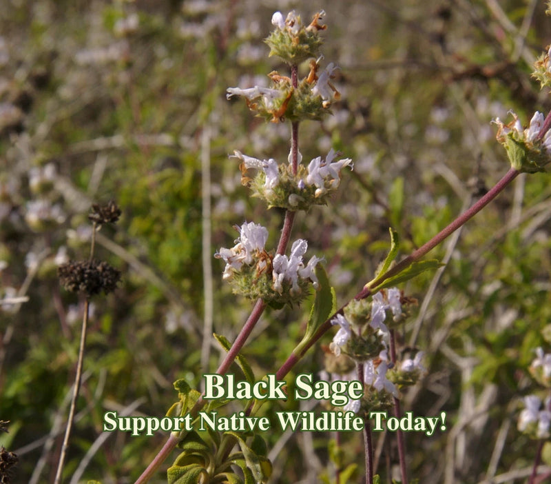 Black Sage Seeds (Salvia Mellifera) California Native Plant for Low Water Garden Garden Plants