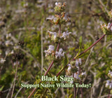 Black Sage Seeds (Salvia Mellifera) California Native Plant for Low Water Garden Garden Plants