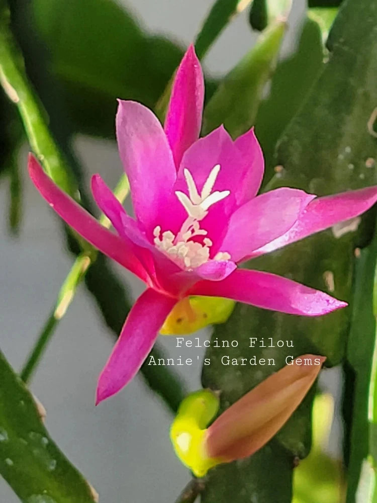 Epiphyllum orchid cutting with bright pink star-shaped flower on green leaf pads