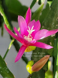 Epiphyllum Felcino Filou Unrooted Cuttings - 8 to 10 inches long Orchids
