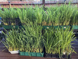 10 Lemongrass ROOTED Stalks, Mosquito Repellent, Easy to Plant Citronella Green Plant
