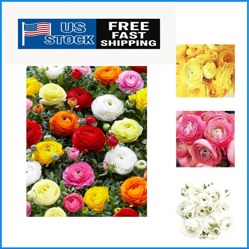 Mixed Peony Ranunculus Bulbs - 12 Large Corms for Vibrant Floral Arrangements Ranunculus