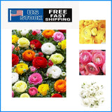 Mixed Peony Ranunculus Bulbs - 12 Large Corms for Vibrant Floral Arrangements Ranunculus