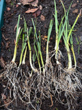 CamelotÕs Kitchen Seeds and Start Sampler - Six Varieties, various quantities Garden Plants