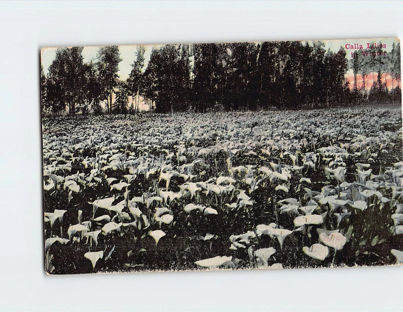 Winter calla lilies postcard showing snow-dusted white blooms in a field