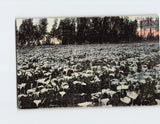 Winter calla lilies postcard showing snow-dusted white blooms in a field