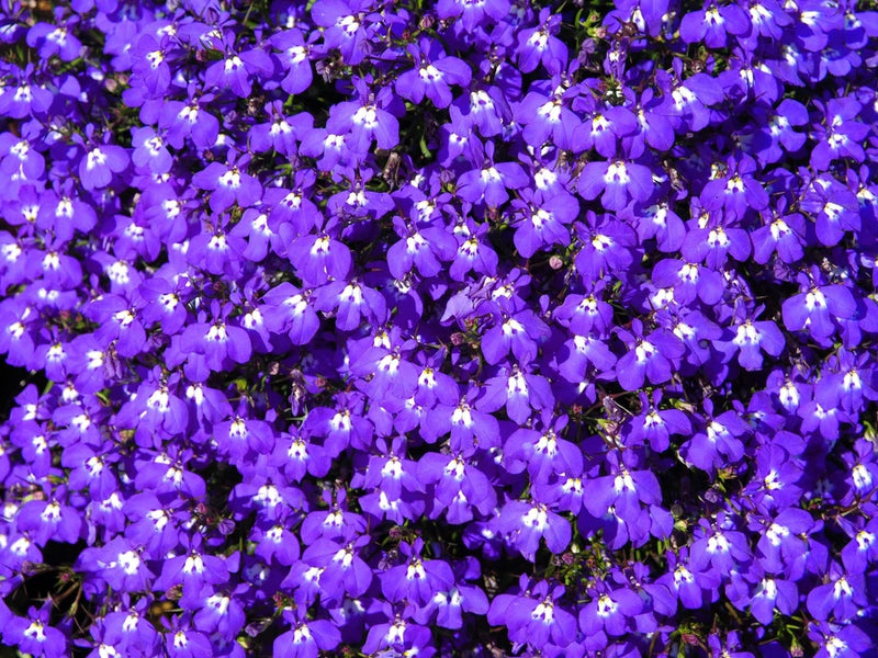 200 MRS CLIBRAN LOBELIA Erinus Lavender Purple & White Flower Seeds *Comb S/H Flowering Plants