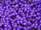 200 MRS CLIBRAN LOBELIA Erinus Lavender Purple & White Flower Seeds *Comb S/H Flowering Plants