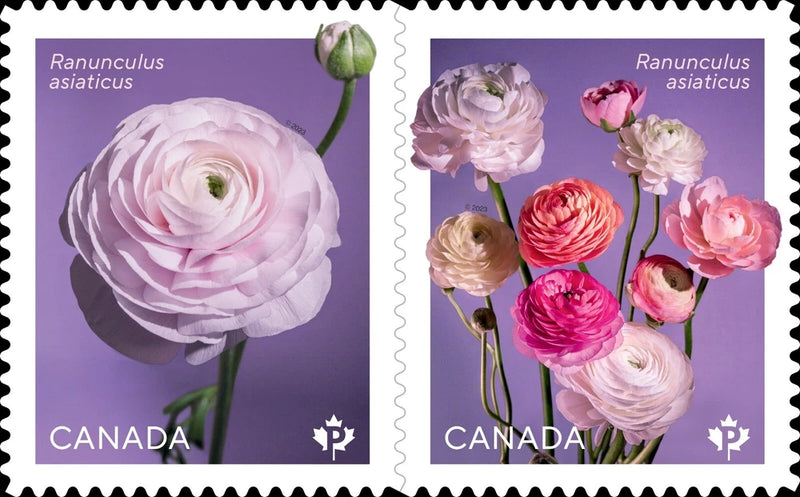 Die Cut = RANUNCULUS - PERSIAN BUTTERCUP = Type-2 pair from BK Canada 2023 MNH Ranunculus