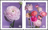 Die Cut = RANUNCULUS - PERSIAN BUTTERCUP = Type-2 pair from BK Canada 2023 MNH Ranunculus