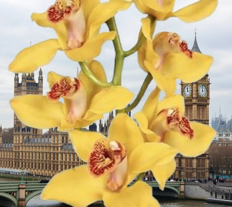 Yellow cymbidium orchid flowers with red centers and speckled throats