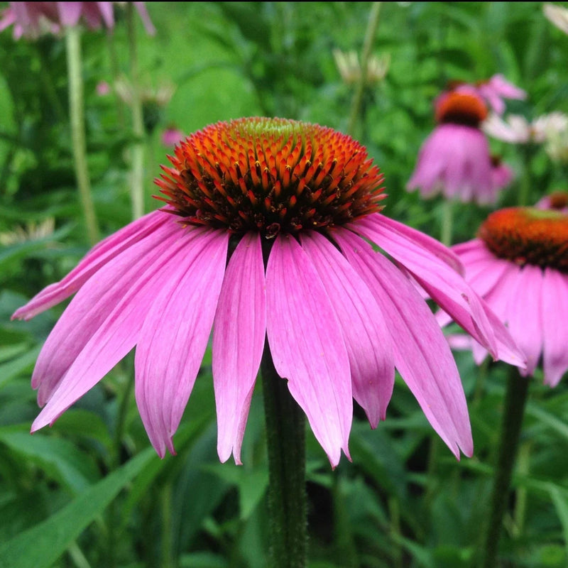 Echinacea purpurea Seeds (Echinacea purpurea) ~Herb Native Pollinator Garden Garden Plants