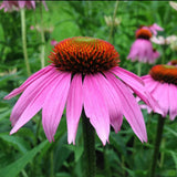 Echinacea purpurea Seeds (Echinacea purpurea) ~Herb Native Pollinator Garden Garden Plants
