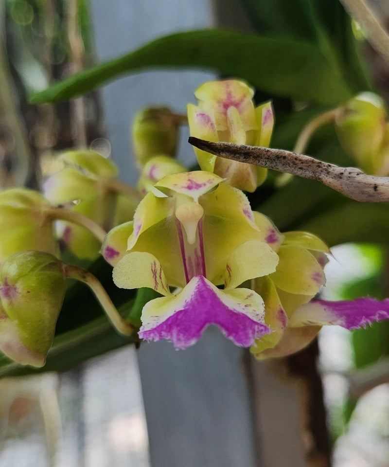 Yellow-green orchid flowers with purple lips and pink speckles on stems
