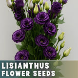 Black Plum Lisianthus Seeds - 100 Seeds Garden Bloom Flower Seed Non Gmo Garden Plants