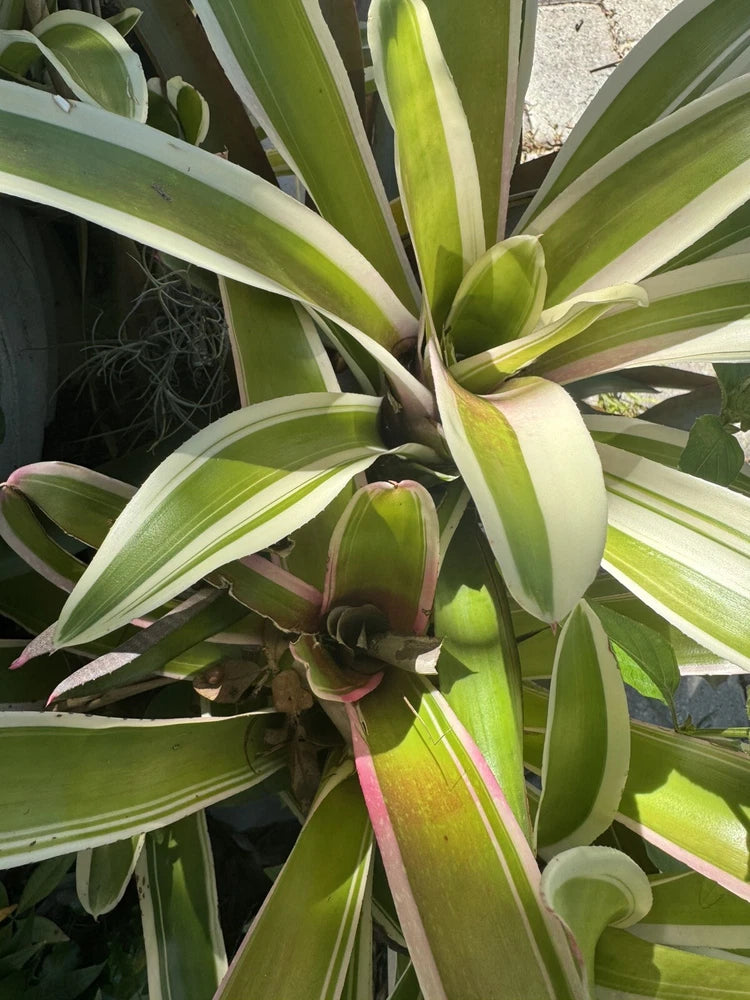 Neoregelia bromeliad plant with green and cream striped leaves rosette