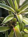 Bromeliad Neoregelia Ying Orchids