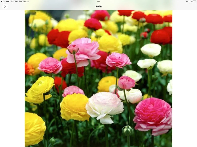 Ranunculus Persian Buttercup seeds pkt of 100 USA grown Ranunculus