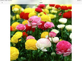 Ranunculus Persian Buttercup seeds pkt of 100 USA grown Ranunculus