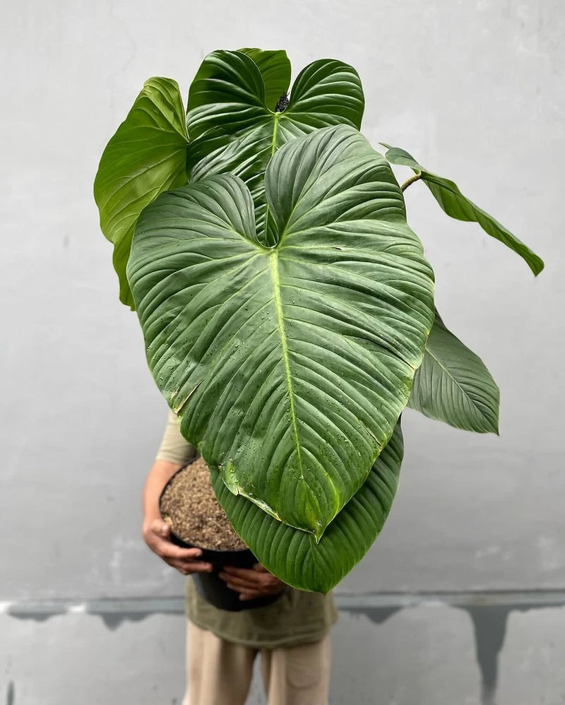 Philodendron Fuzzy Pettiole Super Big Size Real Picture Green Beauty Green Plant