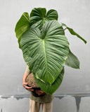 Philodendron Fuzzy Pettiole Super Big Size Real Picture Green Beauty Green Plant