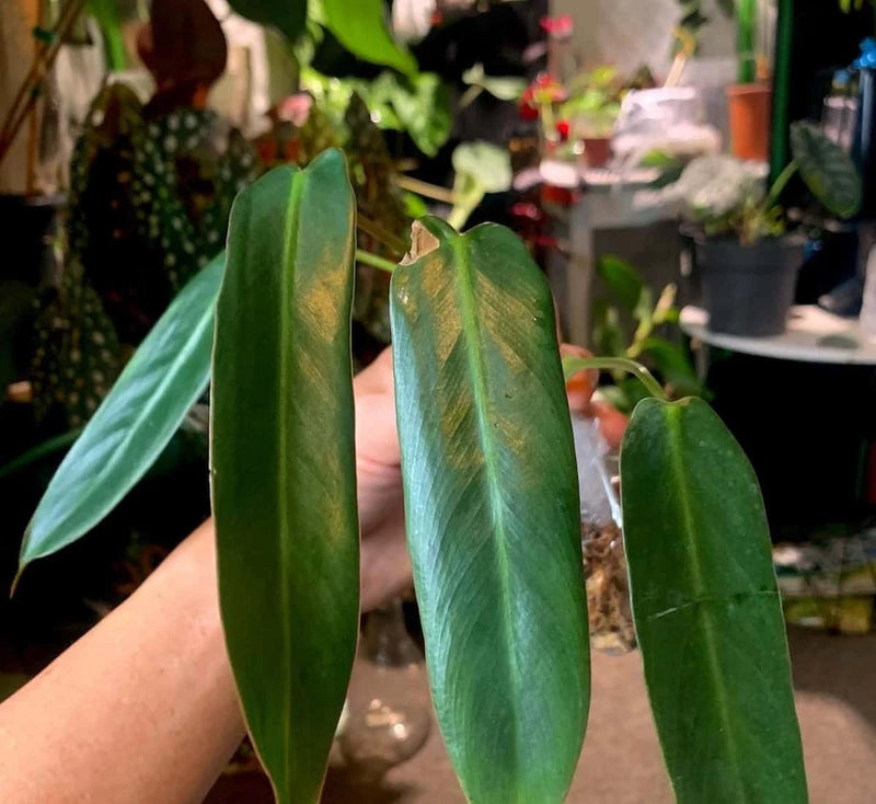 Philodendron leaves, long green stems with glossy spear-shaped leaf tips