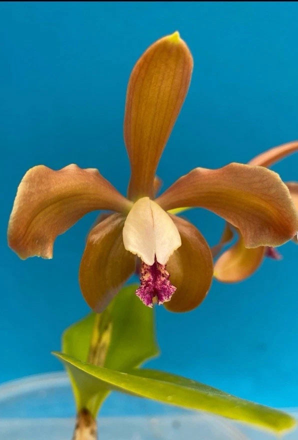 Amber and white orchid flower with purple center lip