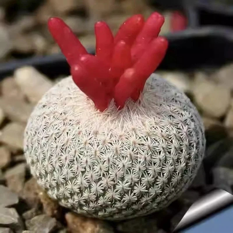 3.5cm seedgrowth Mammillaria herrerae RareSucculent Cactus Plant Garden DŽcor Garden Plants