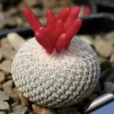 3.5cm seedgrowth Mammillaria herrerae RareSucculent Cactus Plant Garden DŽcor Garden Plants