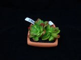 Faux Potted Triple Succulent Plant by Ashland Spring Garden Planter Green Plant