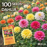 100 Dahlia Seeds Mixed Color Large Bloom Garden Flower Variety Garden Plants