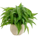 Small Fake Plant 9'' Boston Ferns Potted Artificial Plants in White Boho Embo... Green Plant