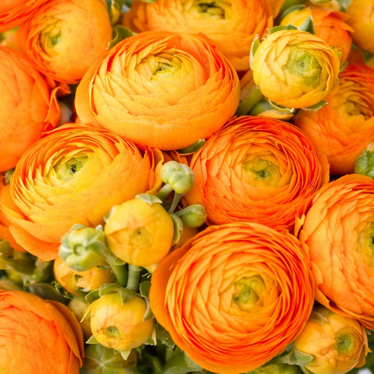 Ranunculus Orange Bulbs Ð 50 Jumbo Flower Bulbs for Spring Blooms Ð From HPN Ranunculus