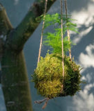 kokedama plant Natural Plant And Moss! Orchids