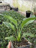 Orange Bird of Paradise - Strelitzia Reginae - 4" Pot, 6-8 Inch, Fully Rooted Flowering Plants