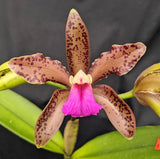 Pink Cattleya orchid with speckled maroon petals and bright magenta lip